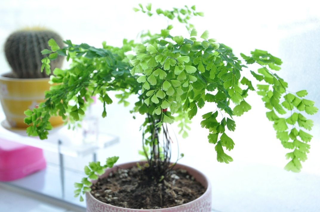 铁线蕨如何浇水