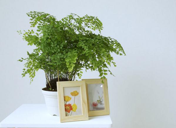 铁线蕨如何浇水