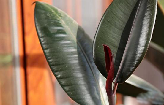 橡皮树修剪方法