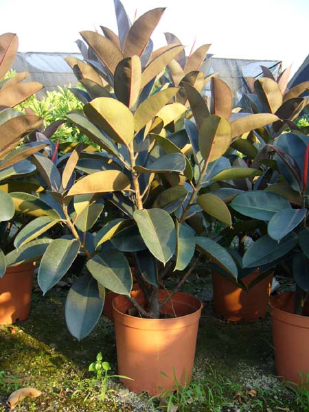 橡皮树修剪方法