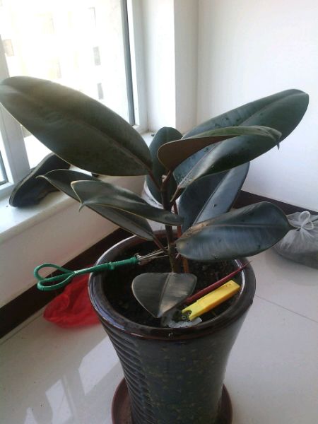 橡皮树修剪方法