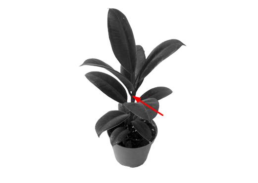 橡皮树修剪方法