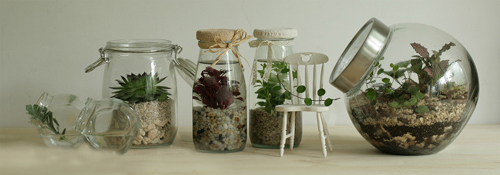 如何瓶栽铁线蕨