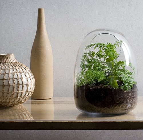 如何瓶栽铁线蕨