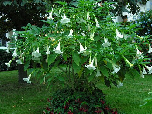 盆栽曼陀罗如何种植护