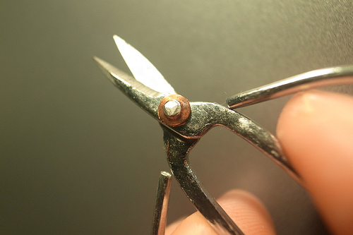 鸭脚木的扦插方法