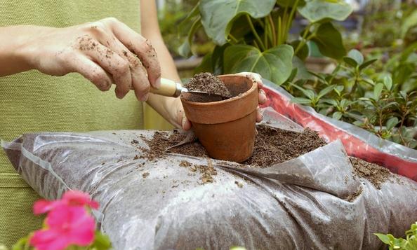 鸭脚木的扦插方法