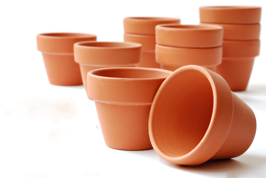 鸭脚木的扦插方法