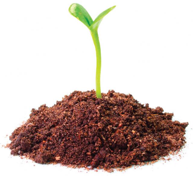 鸭脚木的扦插方法