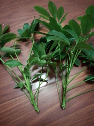 鸭脚木的扦插方法