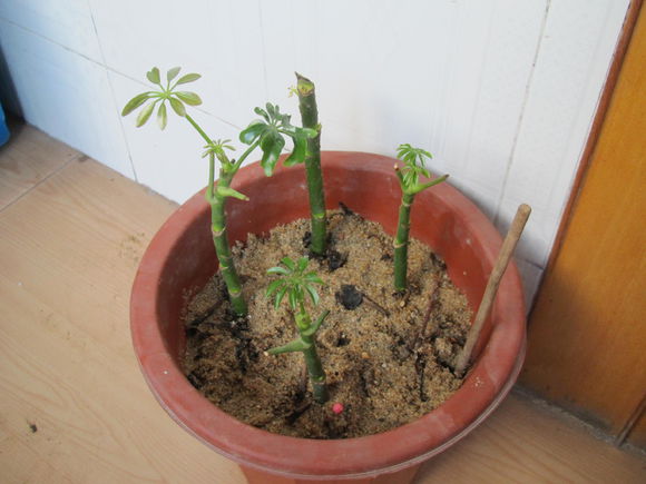 鸭脚木的扦插方法