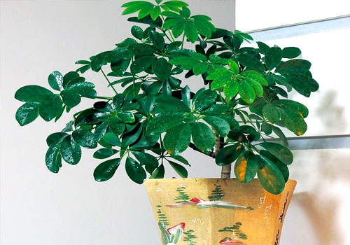 鸭脚木的扦插方法