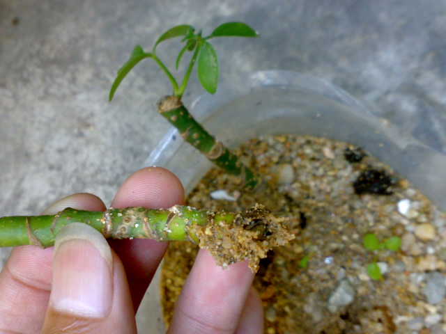 鸭脚木的扦插方法