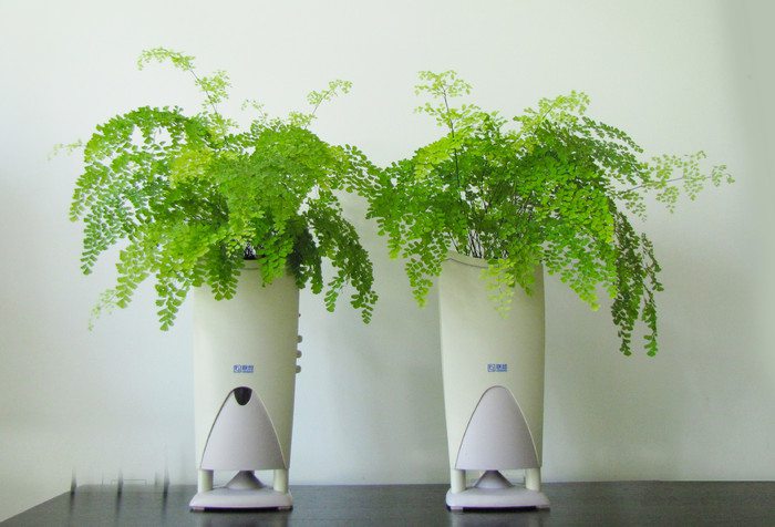 铁线蕨繁殖方法