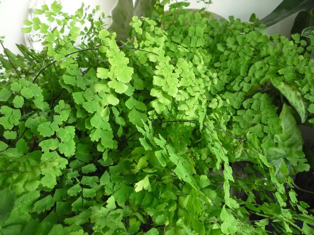 铁线蕨繁殖方法