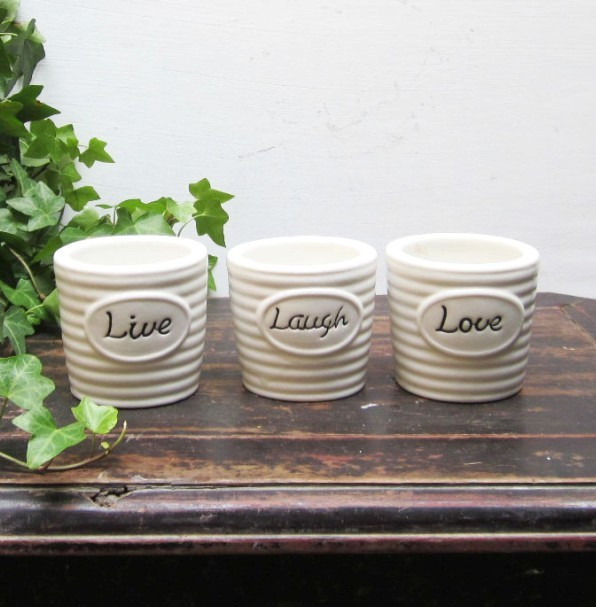 铁线蕨繁殖方法