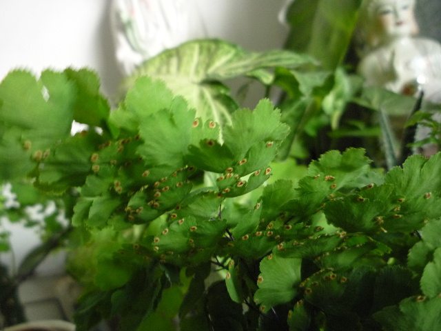 铁线蕨繁殖方法