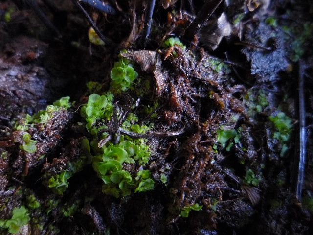 铁线蕨繁殖方法