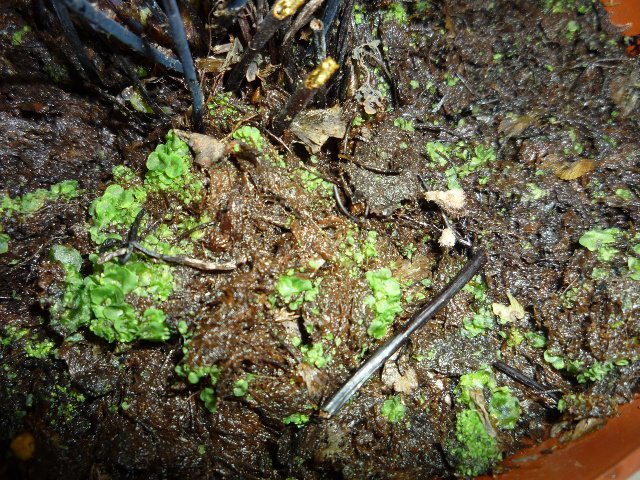 铁线蕨繁殖方法