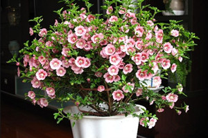 盆栽小木槿如何播种