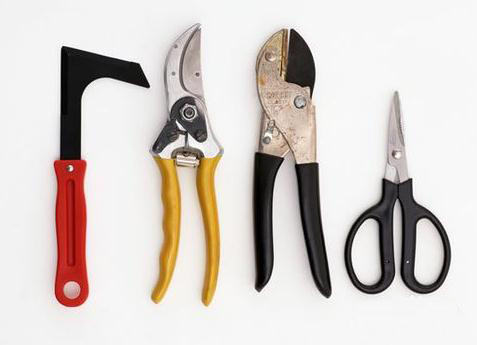 杜鹃花如何修剪