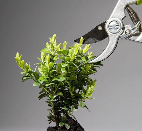 杜鹃花如何修剪