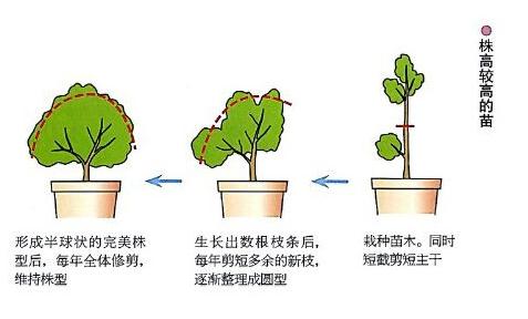 杜鹃花如何修剪