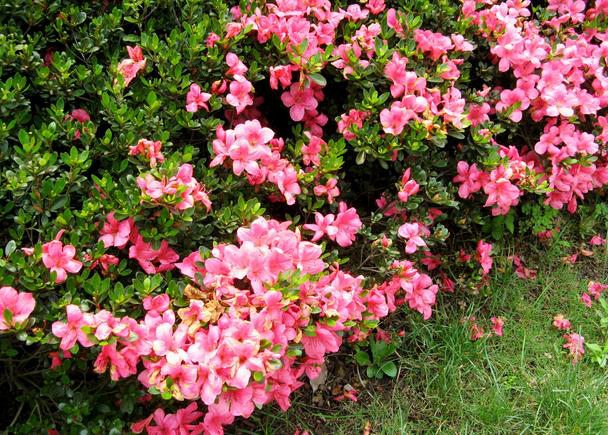 杜鹃花如何修剪