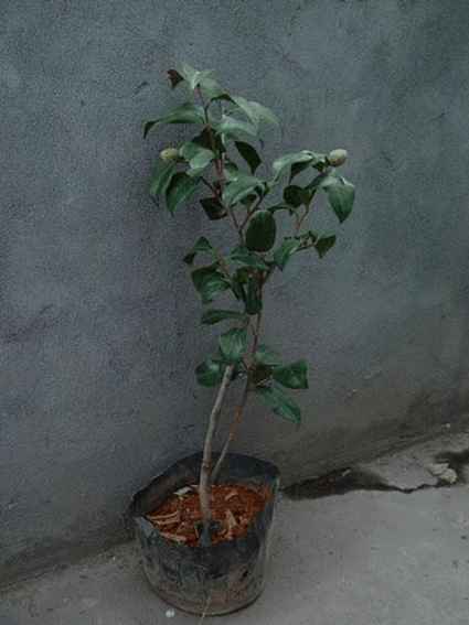 茶花如何上盆