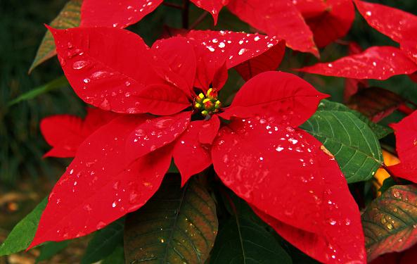 一品红如何繁殖