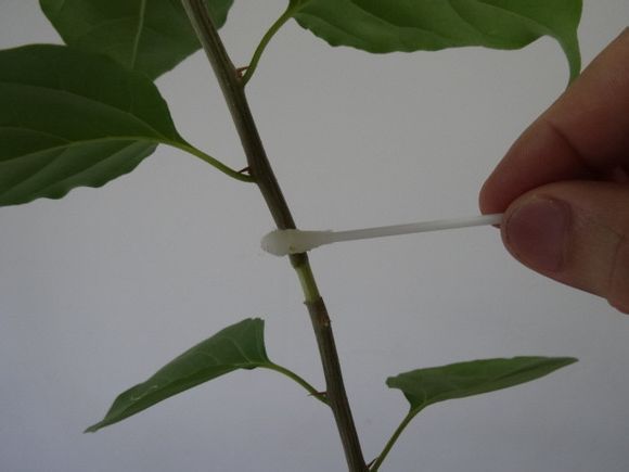 一品红的压条繁殖法