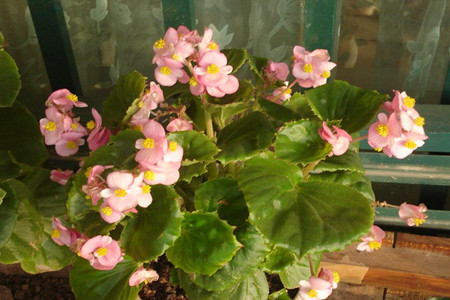 如何让四季海棠常年开花