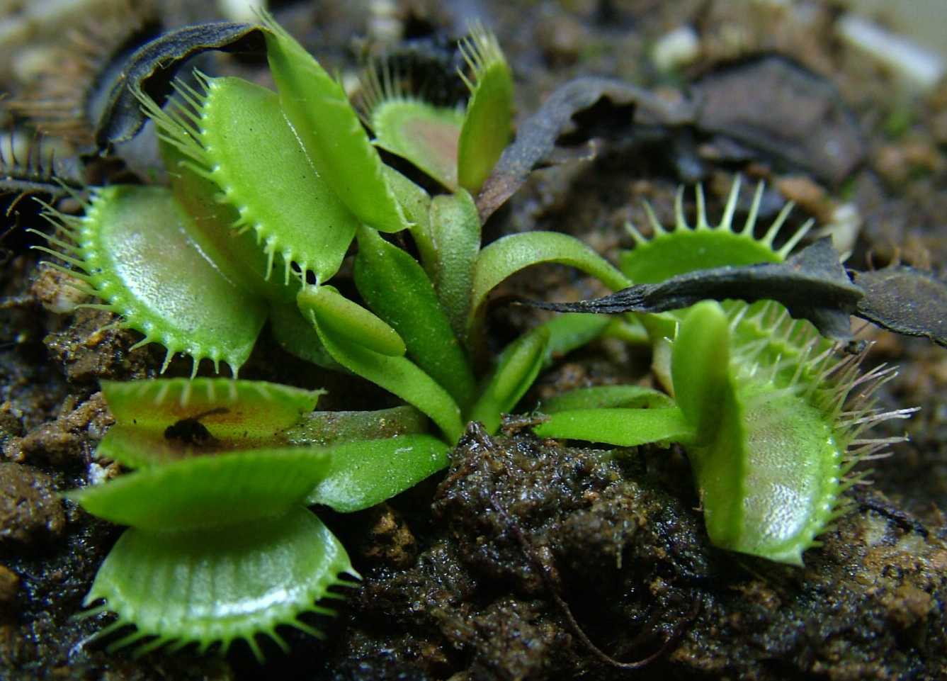 捕蝇草的繁殖方法