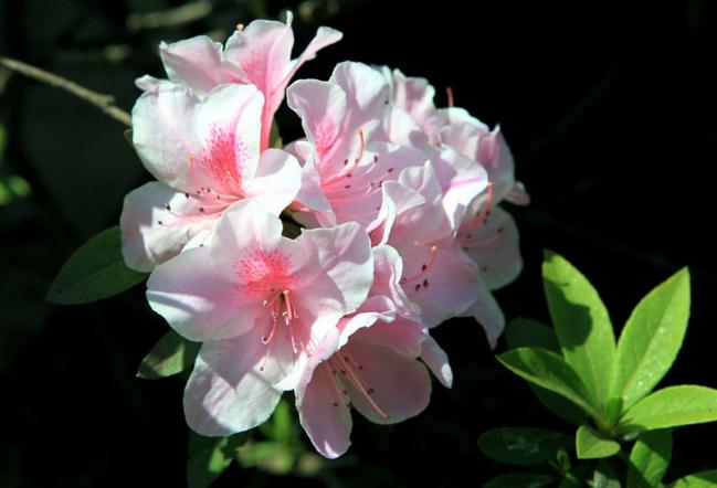 杜鹃花花期管理