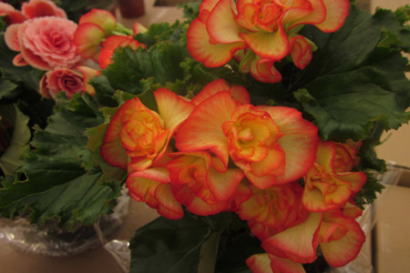 如何让四季海棠常年开花