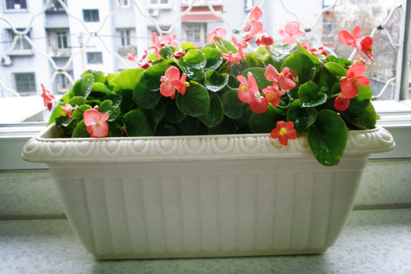 如何让四季海棠常年开花