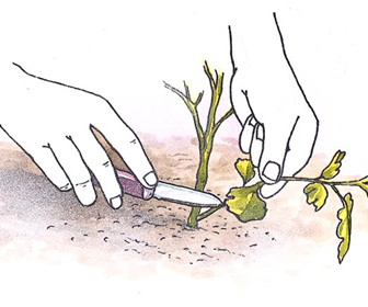 杜鹃花的繁殖方法