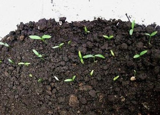 杜鹃花的繁殖方法