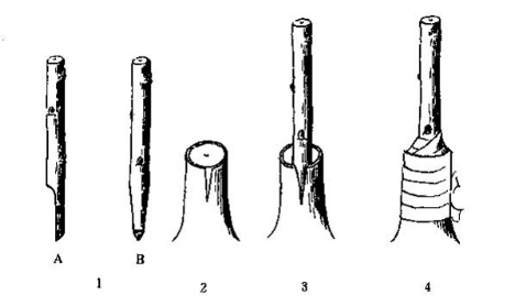 杜鹃花的繁殖方法