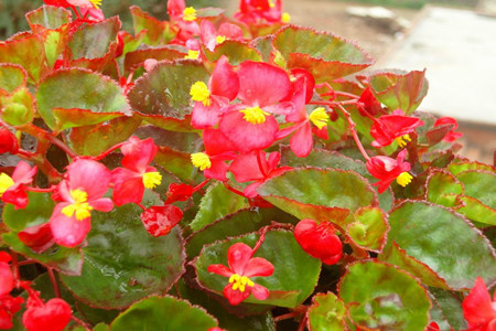 四季海棠叶子卷缩发黄解决办法