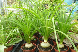 酒瓶兰如何换盆