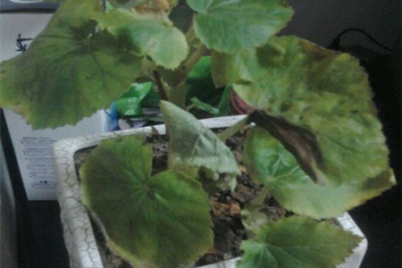 四季海棠叶子卷缩发黄解决办法