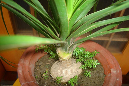 酒瓶兰如何换盆