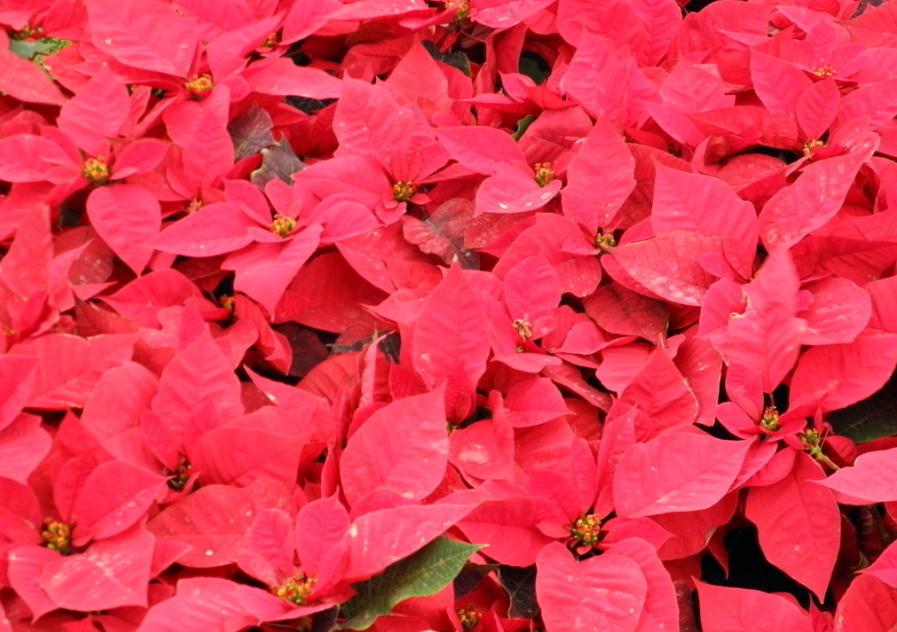 一品红冬季如何种植