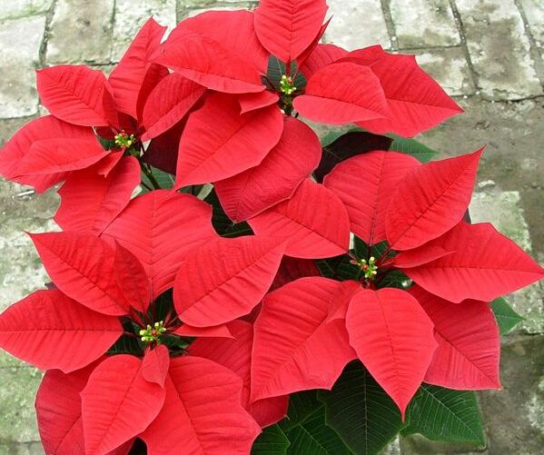 一品红冬季如何种植