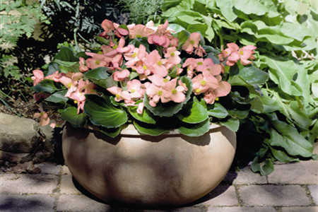 四季海棠如何采种及越冬