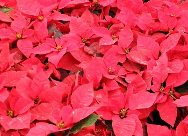 一品红的四季养护方法