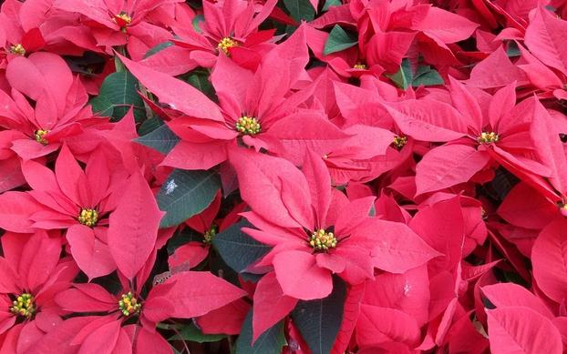 一品红的四季养护方法