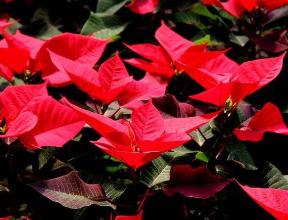 一品红的四季养护方法