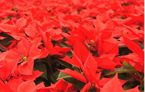 一品红的四季养护方法